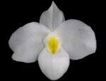 IN SPIKE - Paph. Delenatii var album (3.5” pot)