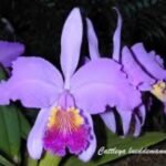 Fragrant Cattleya lueddemanniana ('Eve' x 'New Year') (5" pot)