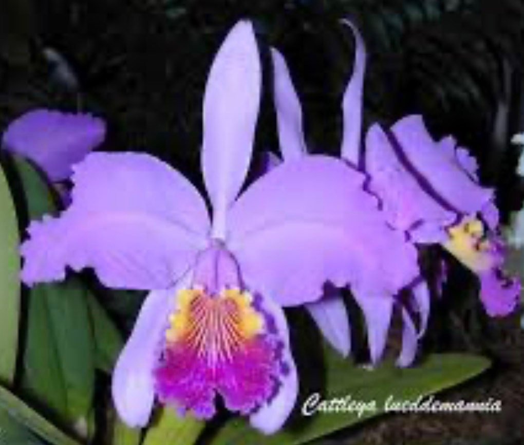 il_fullxfull.4725051070_lf2w.jpg Fragrant Cattleya lueddemanniana ('Eve' x 'New Year') (5" pot) - Image 1