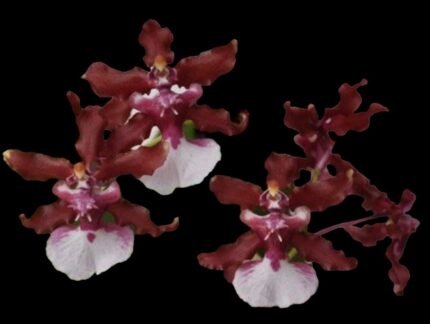 Triple Spikes - Oncidium Sharry Baby ‘Sweet Fragrance’ Huge Plants (3.5” pot)