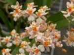 Fragrant Oncidium Tsiku Marguerite (Onc. Twinkle x Onc. sotoanum) (3.5” Pot)