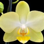 Phalaenopsis Dtps. Brother Pico Pierrot NO SPIKE (3.5" pot)