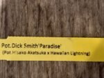 Pot. Dick Smith'Paradise' (Pot. Hisako Akatsuka × Hawaiian Lightning) (3.5" Pot) - Image 4