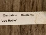 Very Tall Spike - Ons. Catatante ‘Los Robles’ (3.5” pot) - Image 8