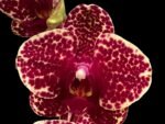 33” Tall Spikes Phalaenopsis OX Red Seasame (4.5" pot)