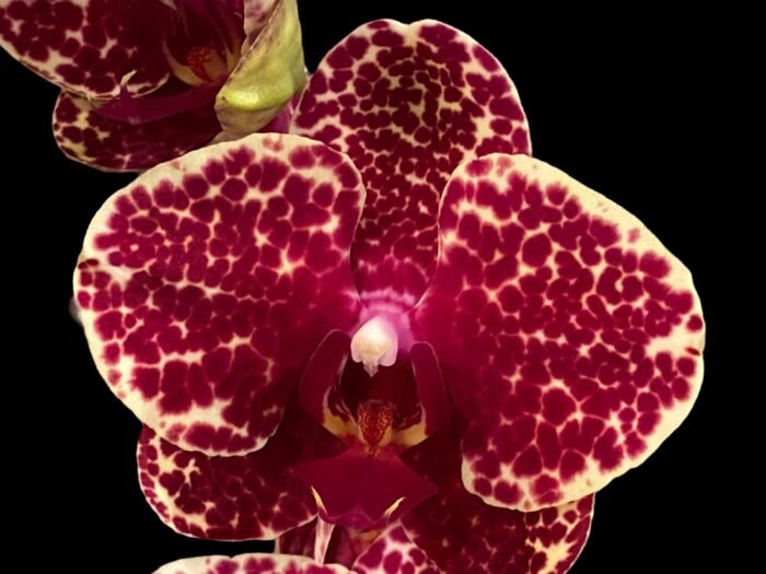 In Spike Phalaenopsis OX Red Seasame (4.5" pot) - Image 1