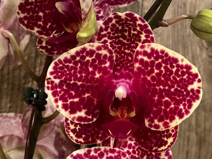 33” Tall Spikes Phalaenopsis OX Red Seasame (4.5" pot) - Image 2