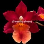 Oncostelopsis Fran's Jewels (3.5” pot)