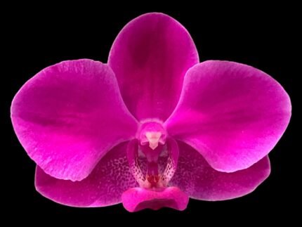 Multi  Spikes - Multi Branches Phalaenopsis Dtps Queen Bear Huge Plant (4.5" pot)