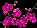 Multi Spikes - Multi Branches Phalaenopsis Dtps Queen Bear Huge Plant (4.5" pot) - Image 2
