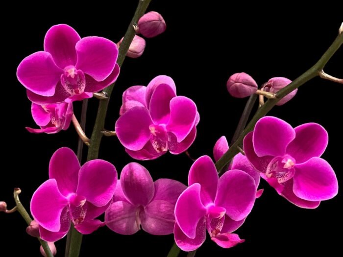 Multi  Spikes - Multi Branches Phalaenopsis Dtps Queen Bear Huge Plant (4.5" pot) - Image 2