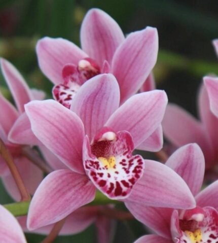 Cymbidium Miss Saigon 'Sedona’ 4 Plugs Per Pot