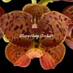 Cycnoches The Grinch 'Big Spot' × Cyc. herrenhusanum 'Golden Shower' AM/AOS (2.25” pot)