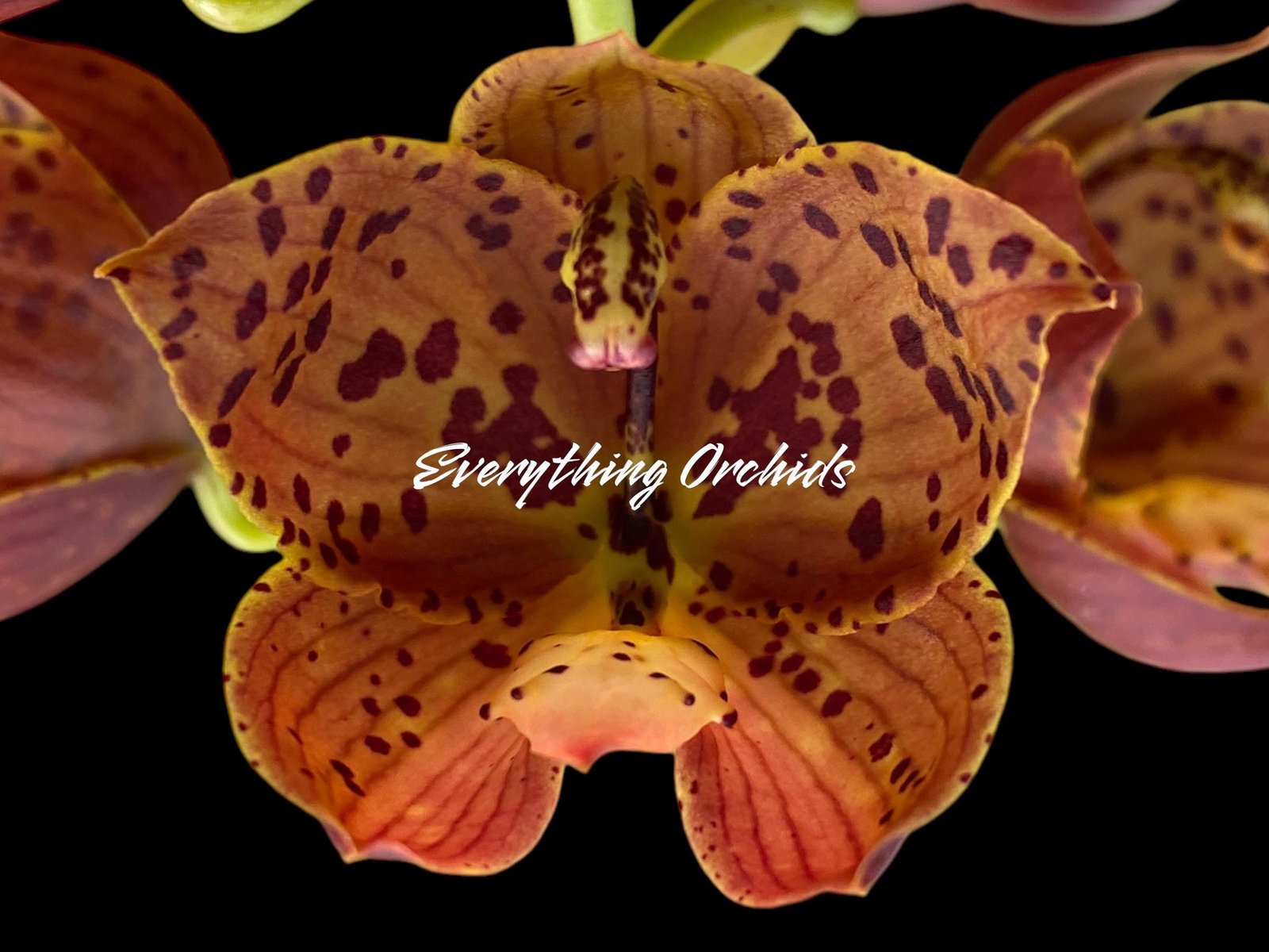 il_fullxfull.6589697239_s6sj.jpg Cycnoches The Grinch 'Big Spot' × Cyc. herrenhusanum 'Golden Shower' AM/AOS (2.25” pot) - Image 1