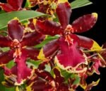 Tall Spike Odontocidium Wildcat ‘Golden Red Star’ Huge Plants (3.5” Pot)