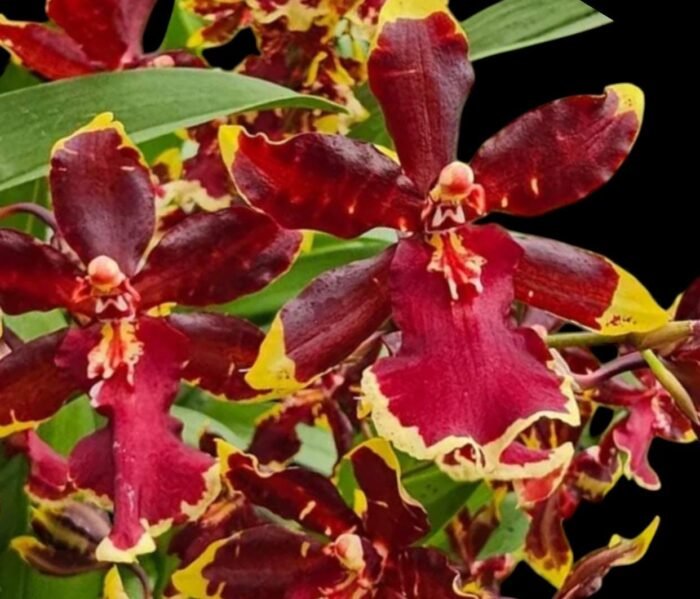 Tall Spike Odontocidium Wildcat ‘Golden Red Star’ Huge Plants (3.5” Pot) - Image 1