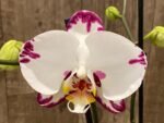 39” Tall Spikes Phalaenopsis Arctic Fox (4.5" pot) - Image 4