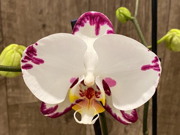 39” Tall Spikes Phalaenopsis Arctic Fox  (4.5" pot) - Image 4