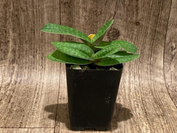 Blooming Size - Paphiopedilum Iona Double Plants  (2” pot) - Image 3