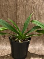 Phrag. Millbrook (besseae x Nicolle Tower) (4.5" pot) - Image 5