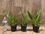 Phrag. Rocquier × Twilight (4” Pot)