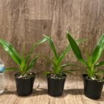 Phrag. Rocquier × Twilight (4” Pot)