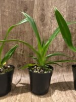 Phrag. Rocquier × Twilight (4” Pot) - Image 4