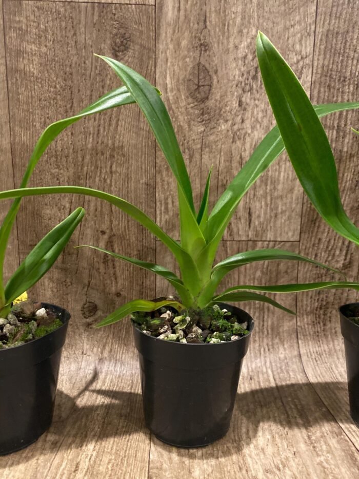Phrag. Rocquier × Twilight (4” Pot) - Image 4