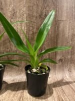 Phrag. Rocquier × Twilight (4” Pot) - Image 5
