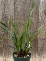 Maxillariella Maui Coconut × schunkeana (3.5” Pot)