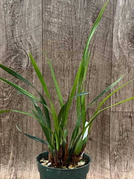 Maxillariella Maui Coconut × schunkeana (3.5” Pot)