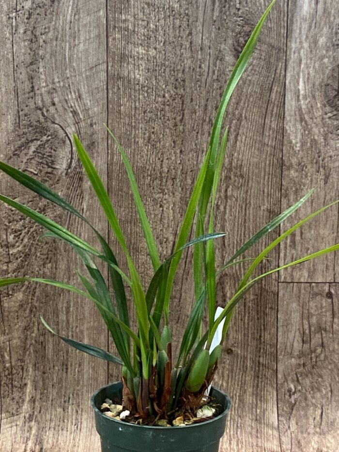 Maxillariella Maui Coconut × schunkeana (3.5” Pot) - Image 1