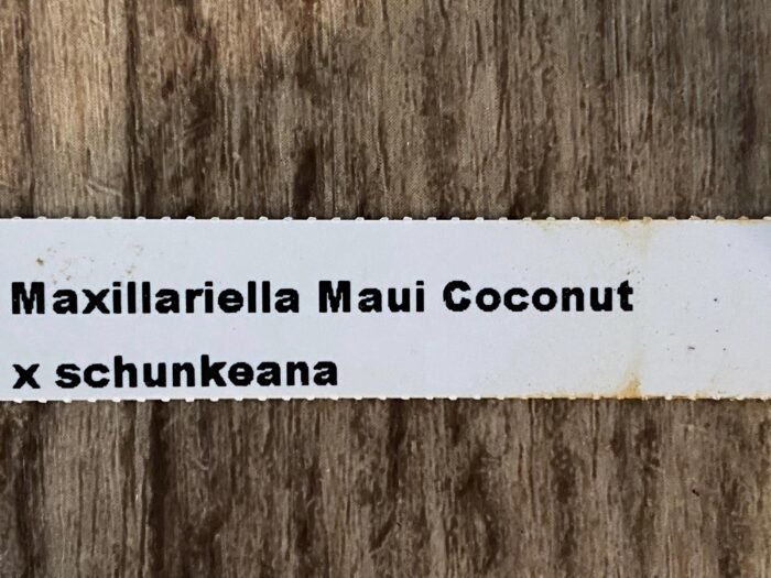 Maxillariella Maui Coconut × schunkeana (3.5” Pot) - Image 4