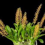 Liparis grossa x sib (3” pot)