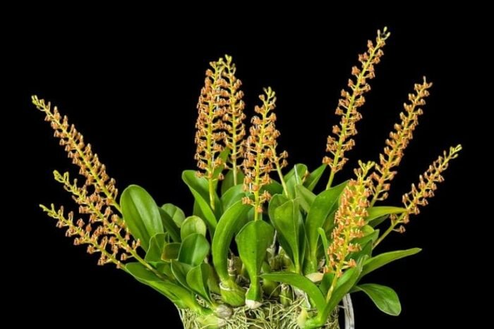 Liparis grossa x sib (3” pot) - Image 1