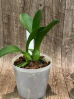 Liparis grossa x sib (3” pot) - Image 5