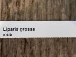 Liparis grossa x sib (3” pot) - Image 7