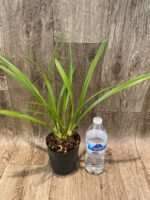 Cymbidium Aussie Dreamtime 'Pakkret’ (4" pot) - Image 3