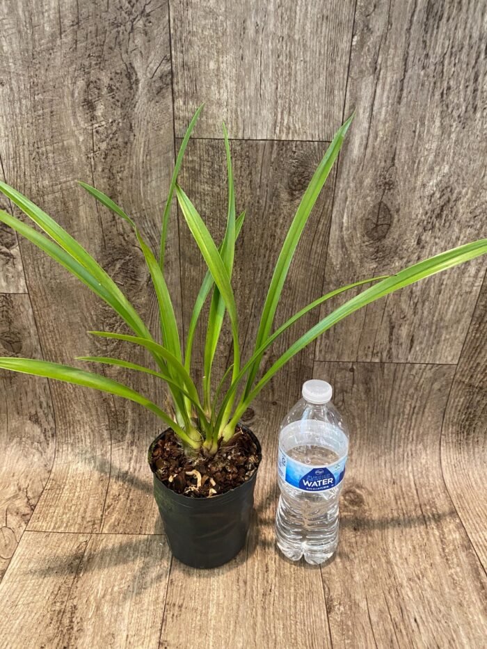 Cymbidium Aussie Dreamtime 'Pakkret’ (4" pot) - Image 3