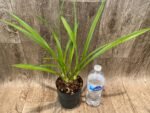 Cymbidium Aussie Dreamtime 'Pakkret’ (4" pot) - Image 4