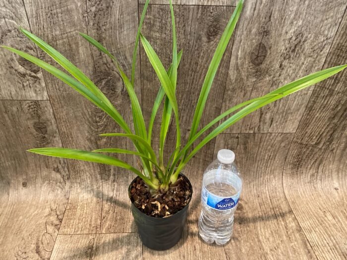 Cymbidium Aussie Dreamtime 'Pakkret’ (4" pot) - Image 4
