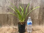 Cymbidium Aussie Dreamtime 'Pakkret’ (4" pot) - Image 5
