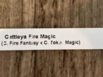 Cattleya Fire Magic (C. Fire Fantisy x C. Tokyo Magic) (3.5” pot) - Image 4