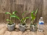 Cattlianthe Caribbean Treat (Trick or Treat x Caribbean) 3.5” Pot) - Image 2