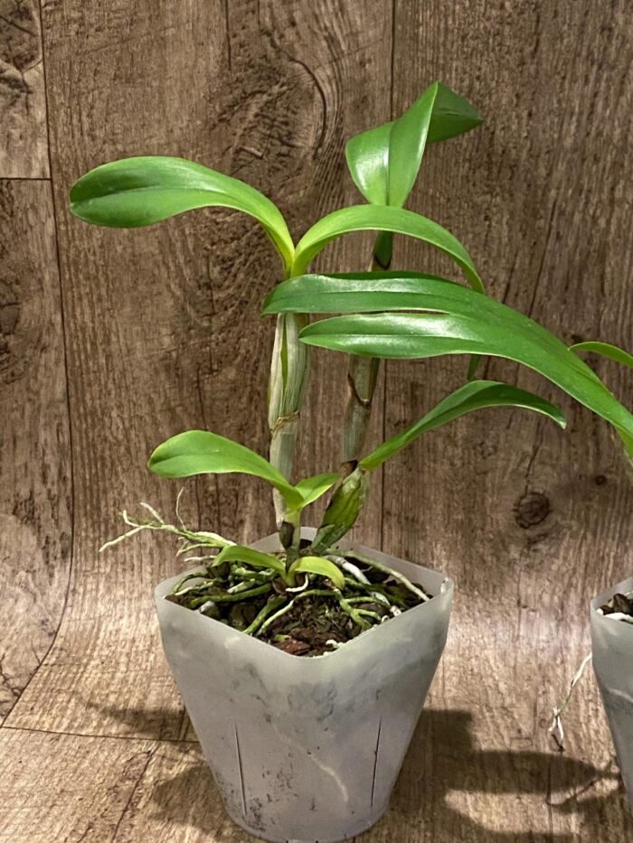 Cattlianthe Caribbean Treat (Trick or Treat x Caribbean) 3.5” Pot) - Image 4