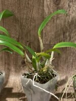 Cattlianthe Caribbean Treat (Trick or Treat x Caribbean) 3.5” Pot) - Image 5
