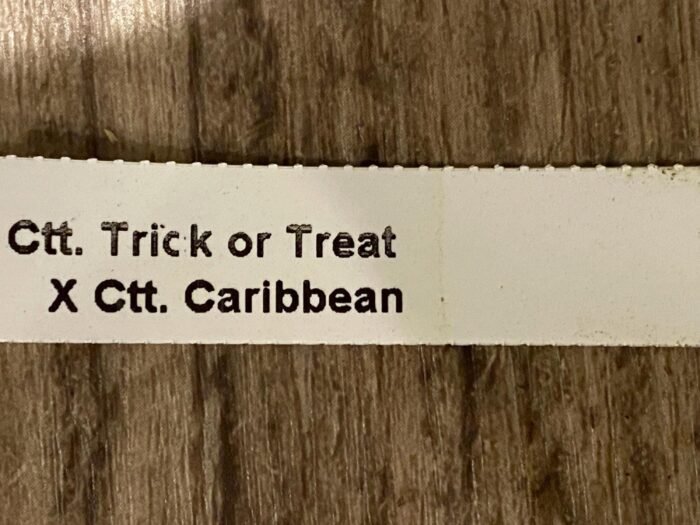 Cattlianthe Caribbean Treat (Trick or Treat x Caribbean) 3.5” Pot) - Image 7