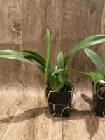 RIc Hsinying Catherine 'Hakucho' (3.5” pot) - Image 4