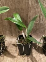 RIc Hsinying Catherine 'Hakucho' (3.5” pot) - Image 5