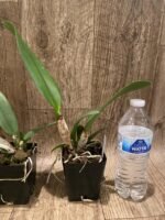 RIc Hsinying Catherine 'Hakucho' (3.5” pot) - Image 6